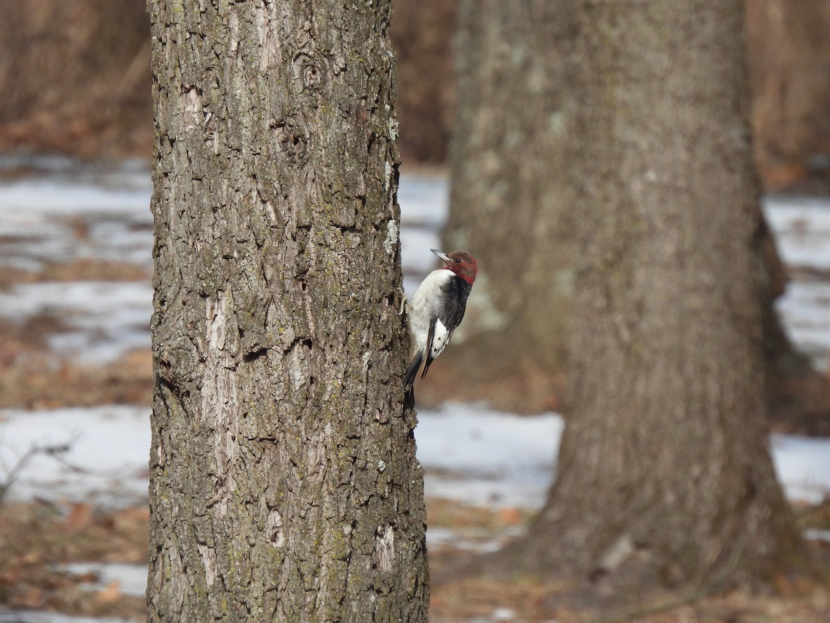Гіла червоноголова - ML646433585