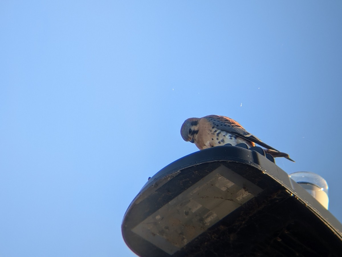 Боривітер американський - ML646433586