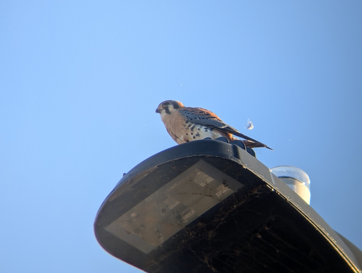 Боривітер американський - ML646433587