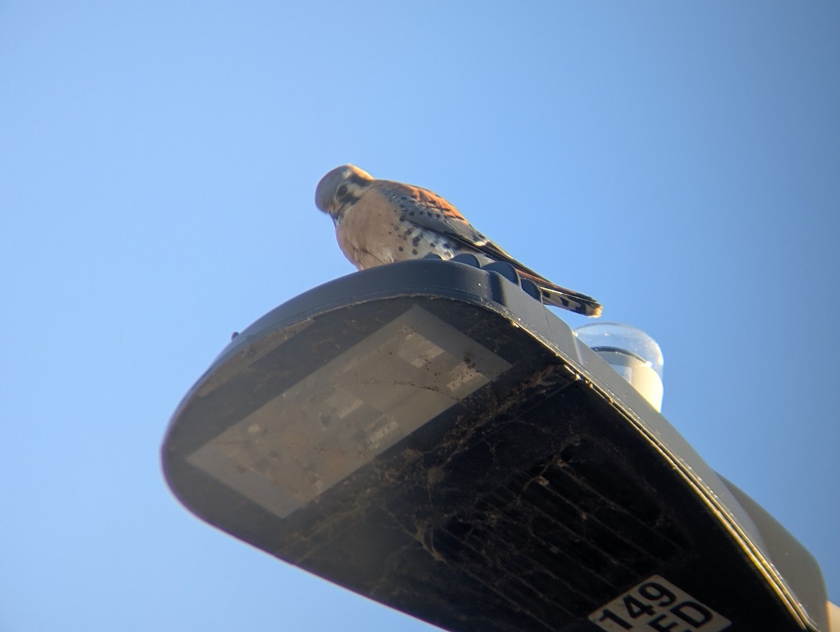 Боривітер американський - ML646433588