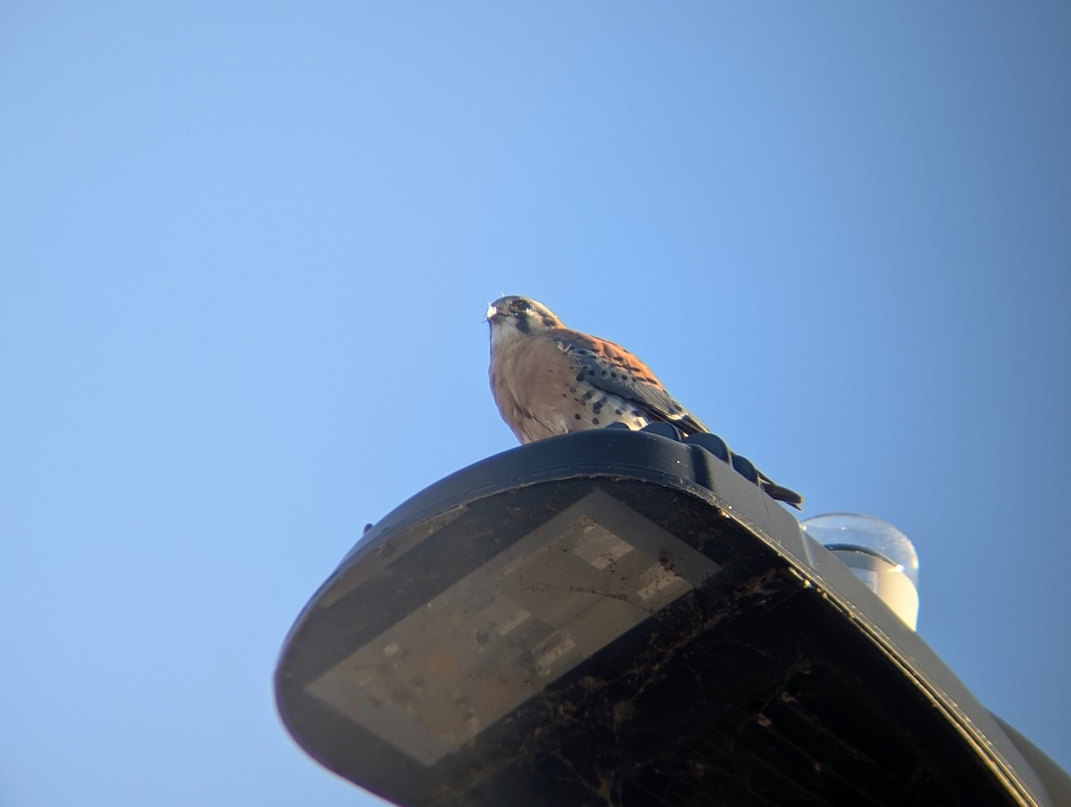 Боривітер американський - ML646433589