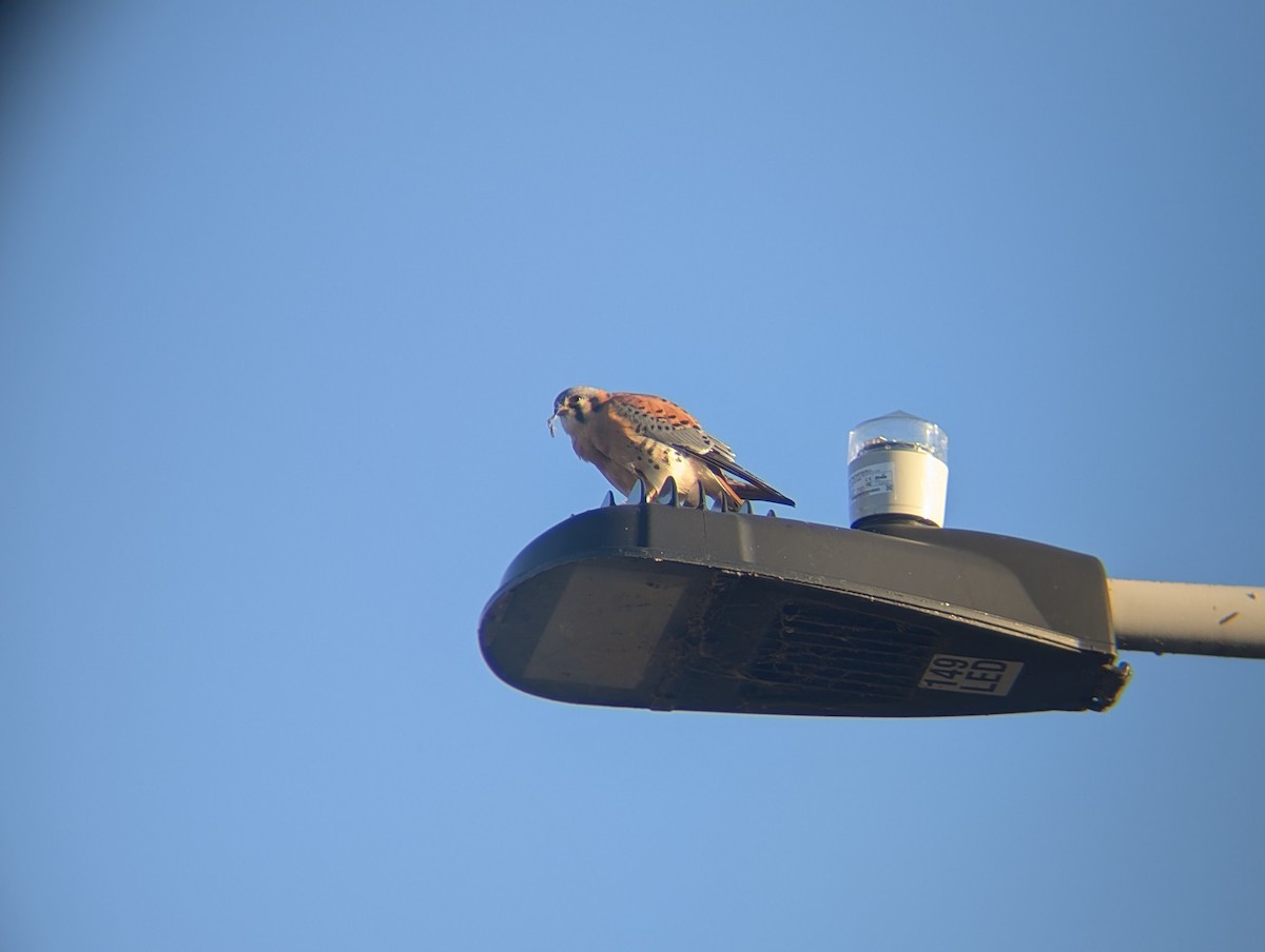 Боривітер американський - ML646433590