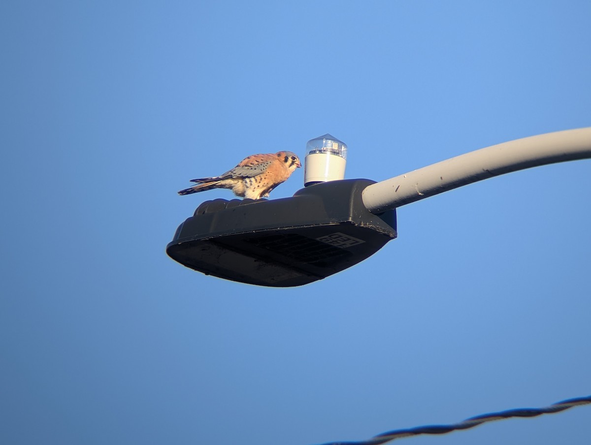 Боривітер американський - ML646433591