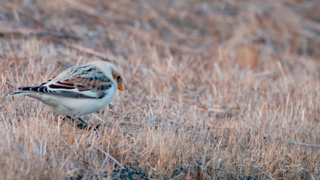 Snow Bunting - ML646433592
