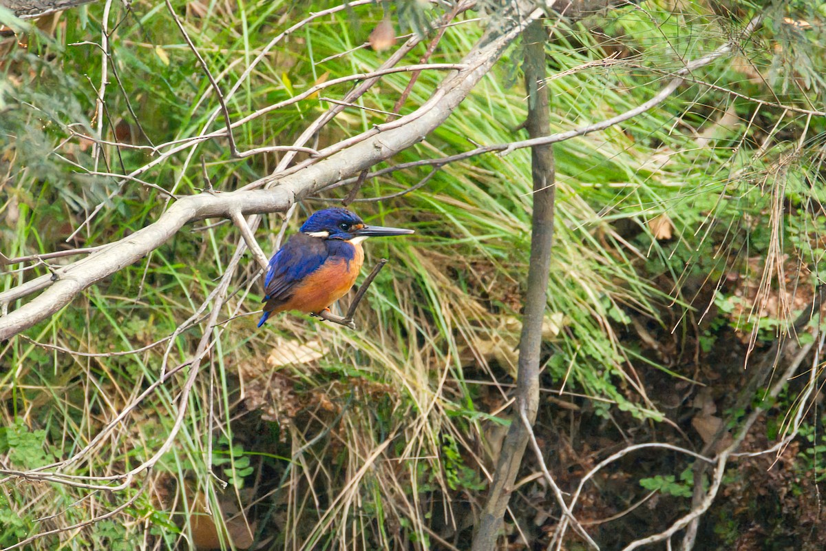 Рибалочка ультрамариновий - ML646433593