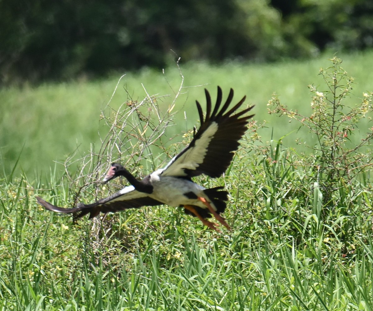 Урако - ML646433594