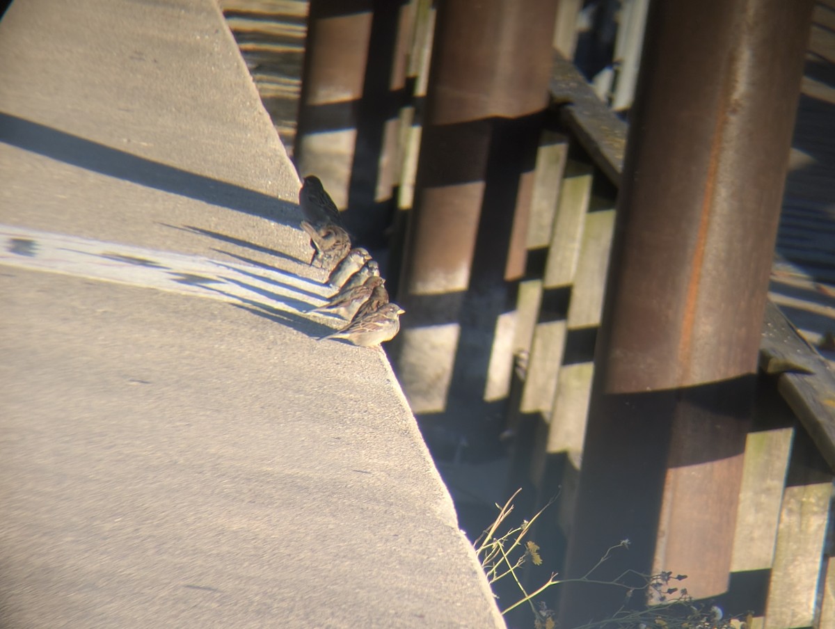 Горобець хатній - ML646433595