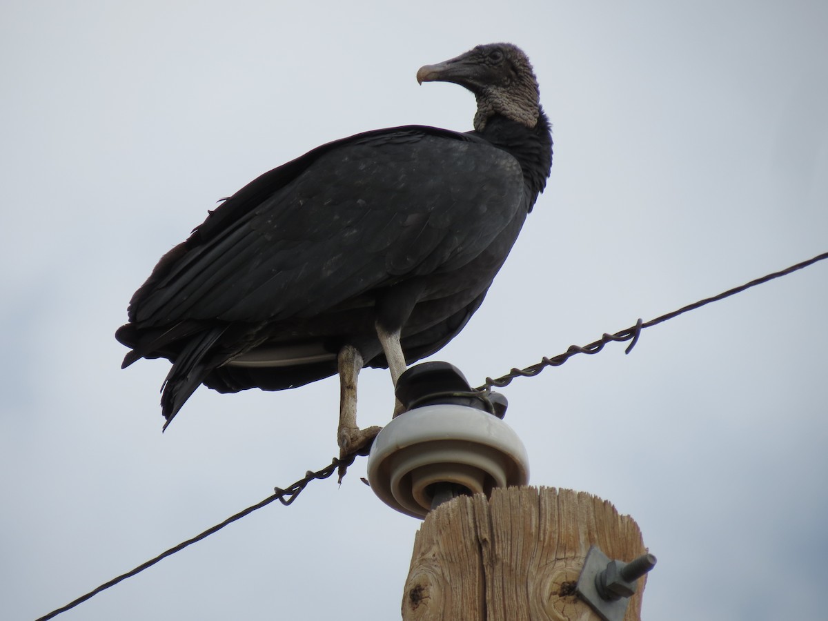 Zopilote Negro - ML646433597