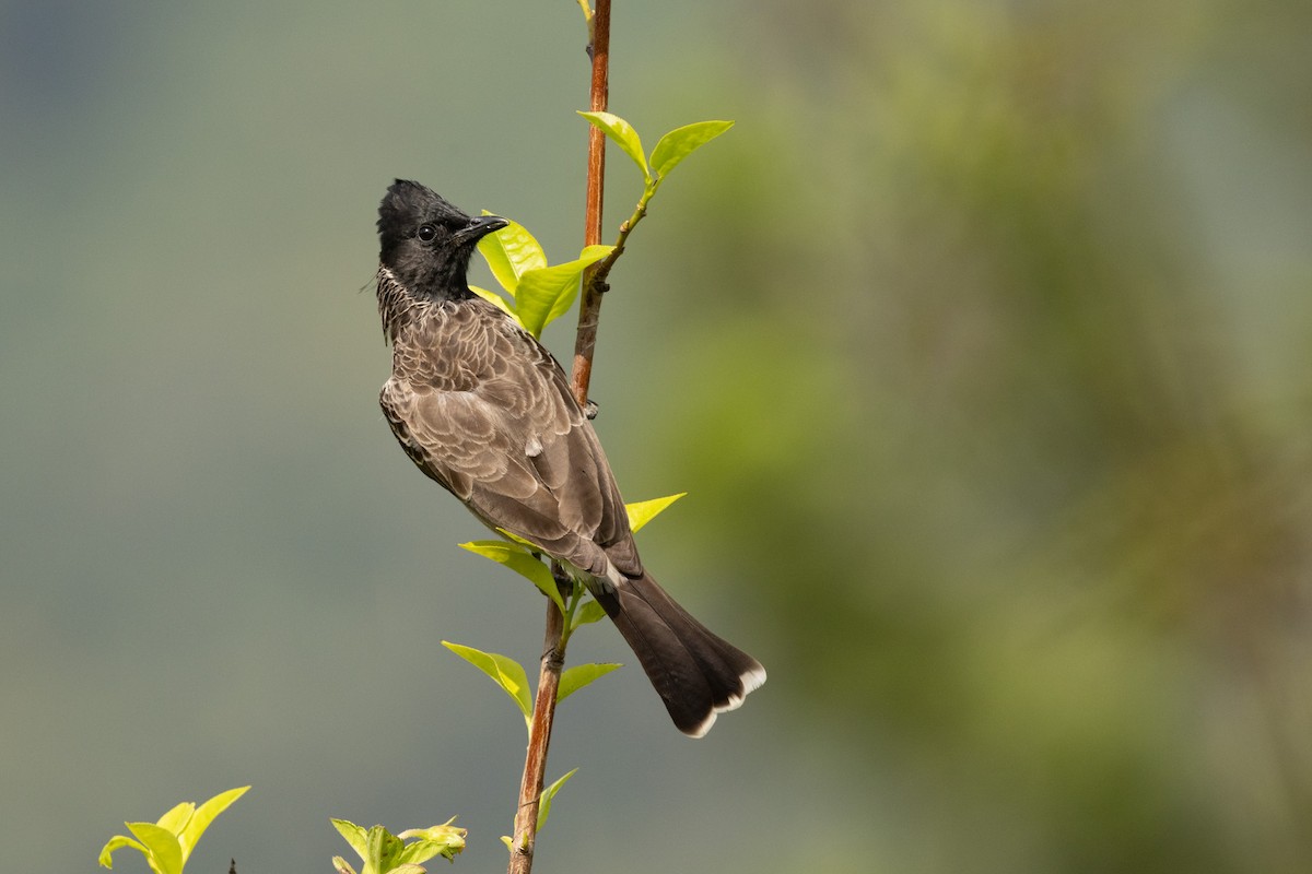 Бюльбюль червоногузий - ML646433598