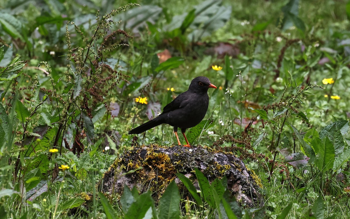 Дрізд великий - ML646433600