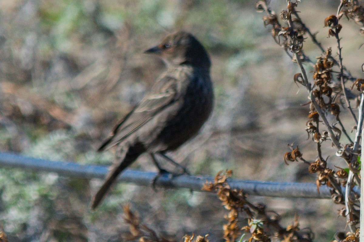 Еполетник червоноплечий - ML646433601