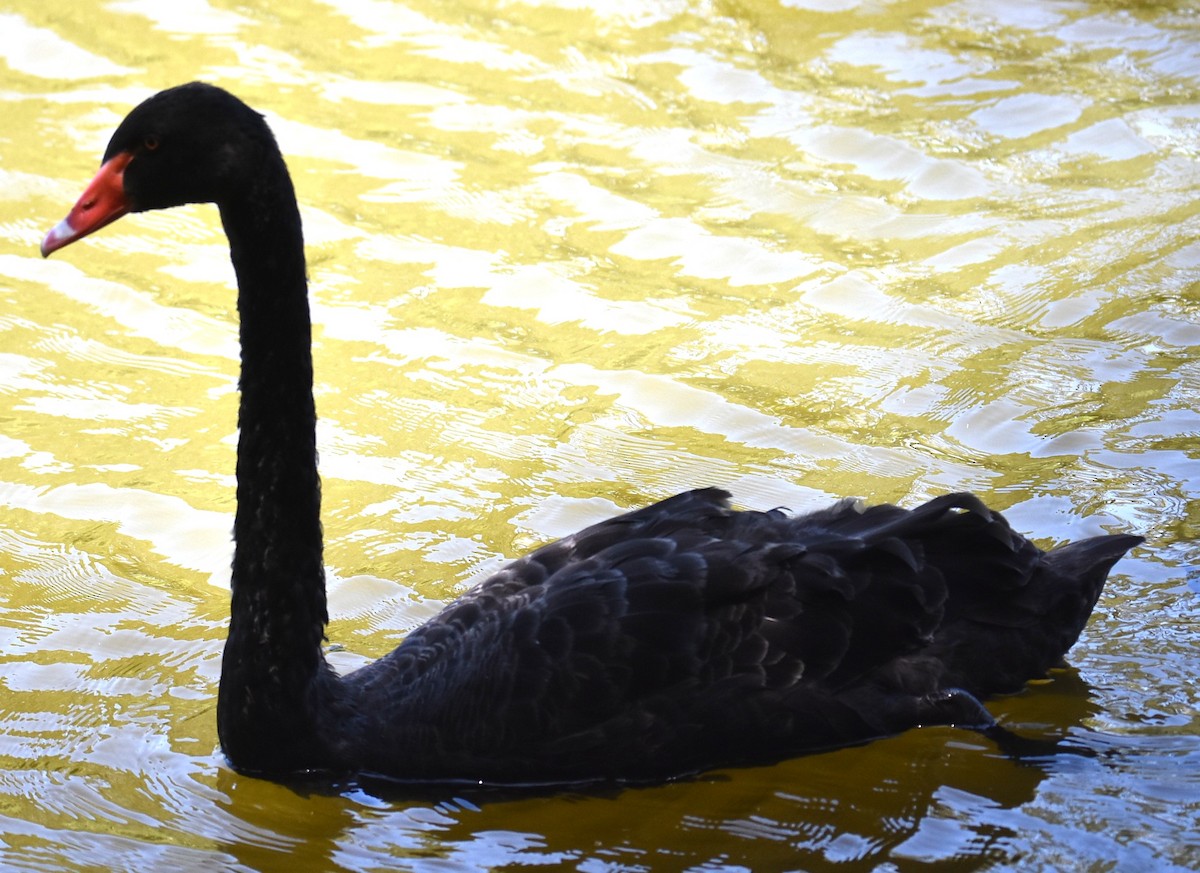 Лебідь чорний - ML646433602