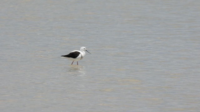 Banded Stilt - ML646433603