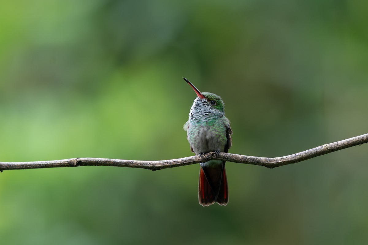 Колібрі-сапфір рудохвостий - ML646433604