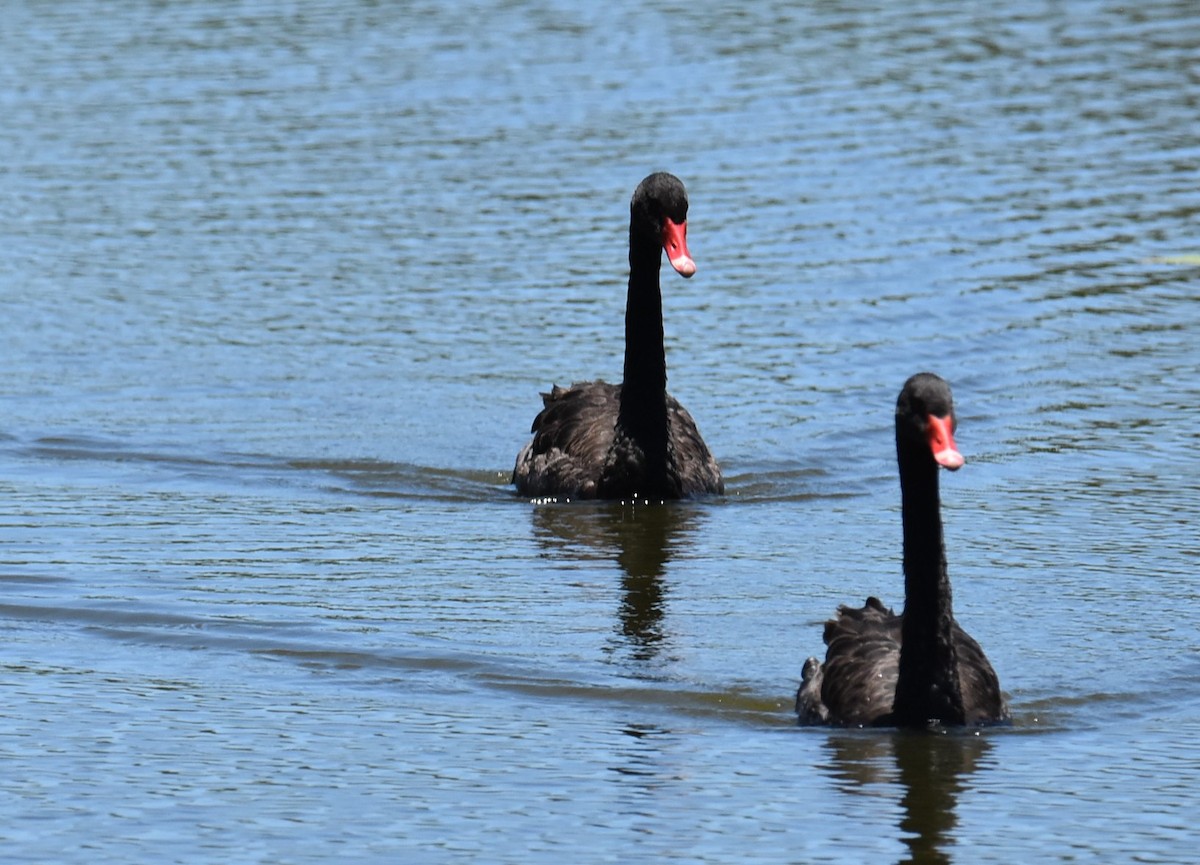 Лебідь чорний - ML646433605