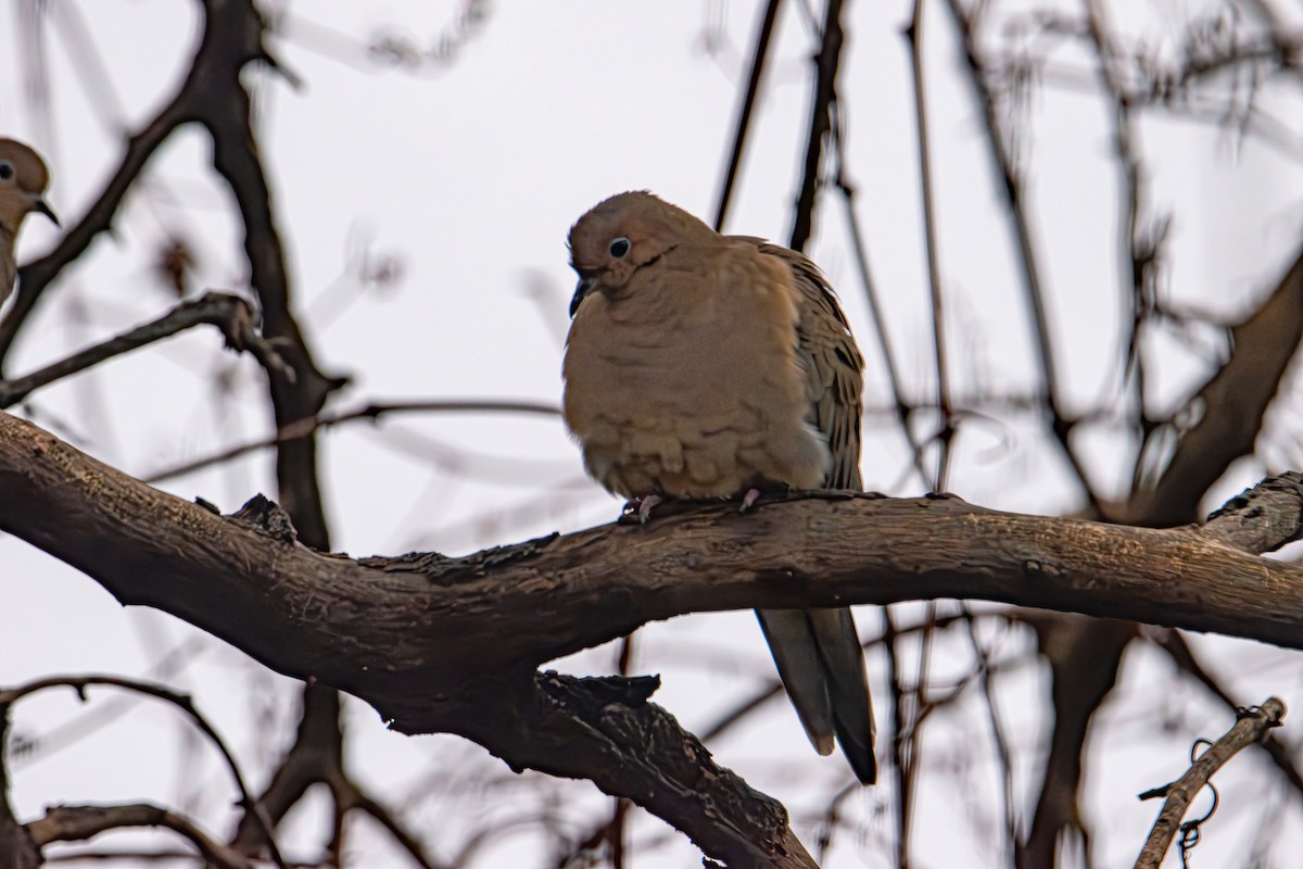 Зенаїда північна - ML646433606