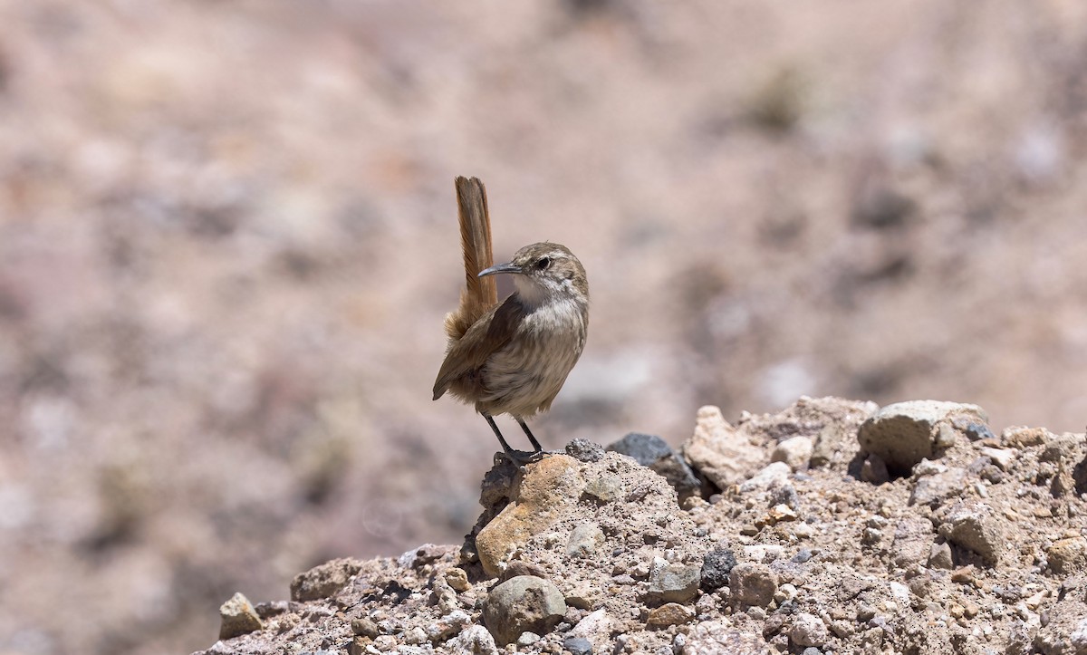 Землелаз рудохвостий - ML646433607