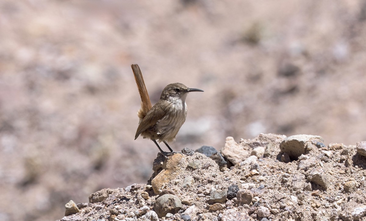 Землелаз рудохвостий - ML646433608