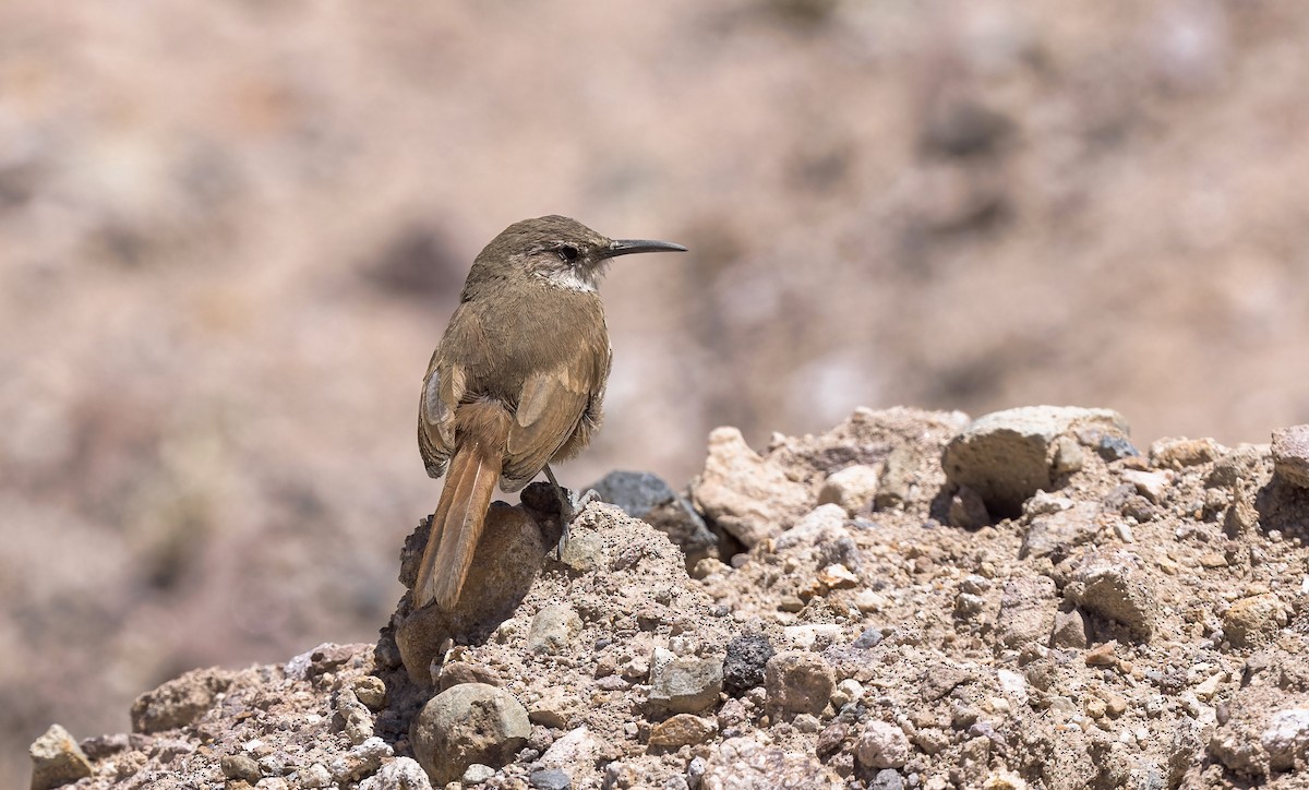Землелаз рудохвостий - ML646433609