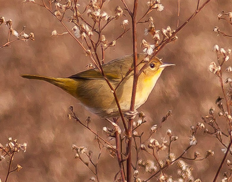Жовтогорлик північний - ML646433610