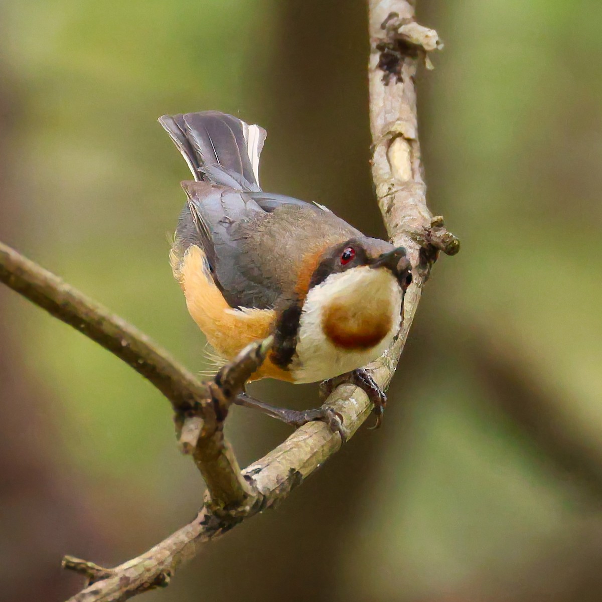 Медолюб-шилодзьоб східний - ML646433611