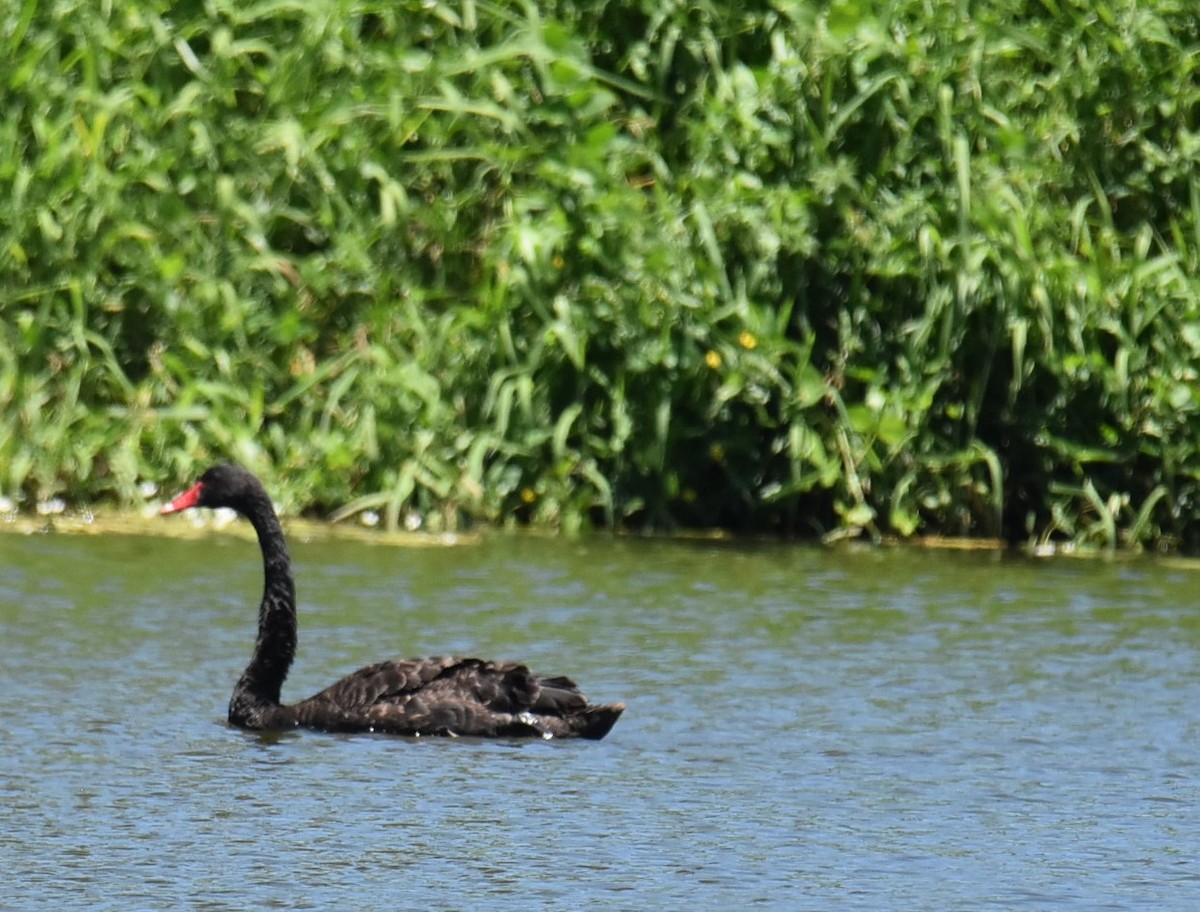 Лебідь чорний - ML646433612