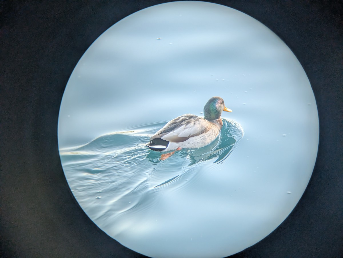 Крижень звичайний - ML646433613