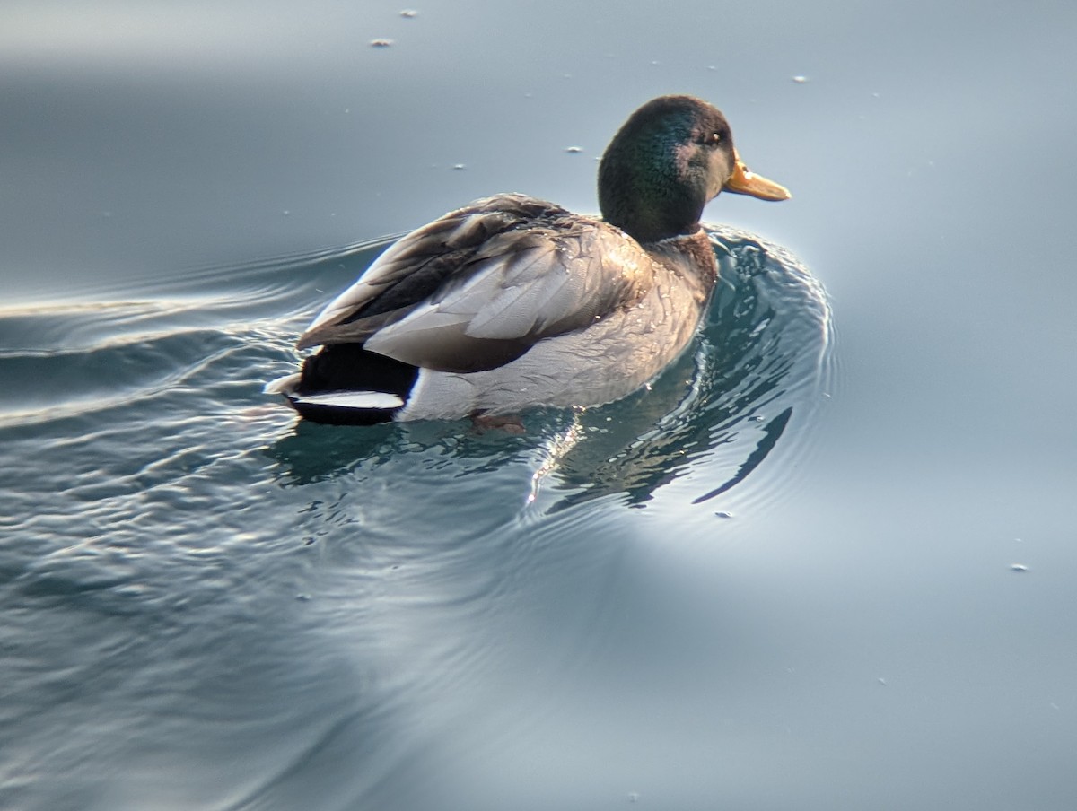 Крижень звичайний - ML646433614