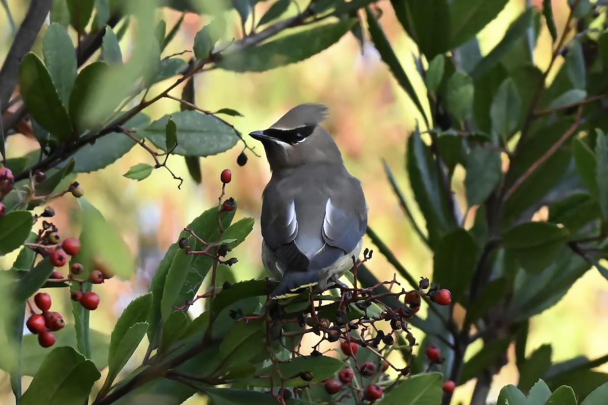 Омелюх американський - ML646433615