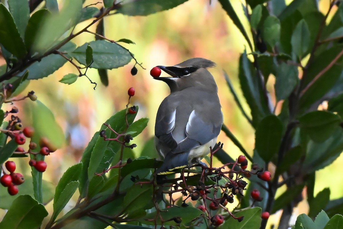 Омелюх американський - ML646433616