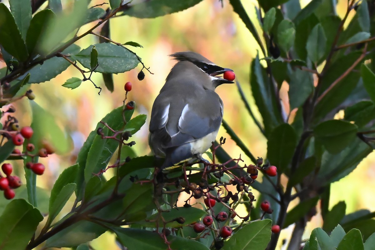 Омелюх американський - ML646433617