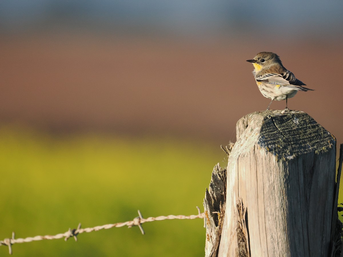 Yellow-rumped Warbler (Audubon's) - ML646433619