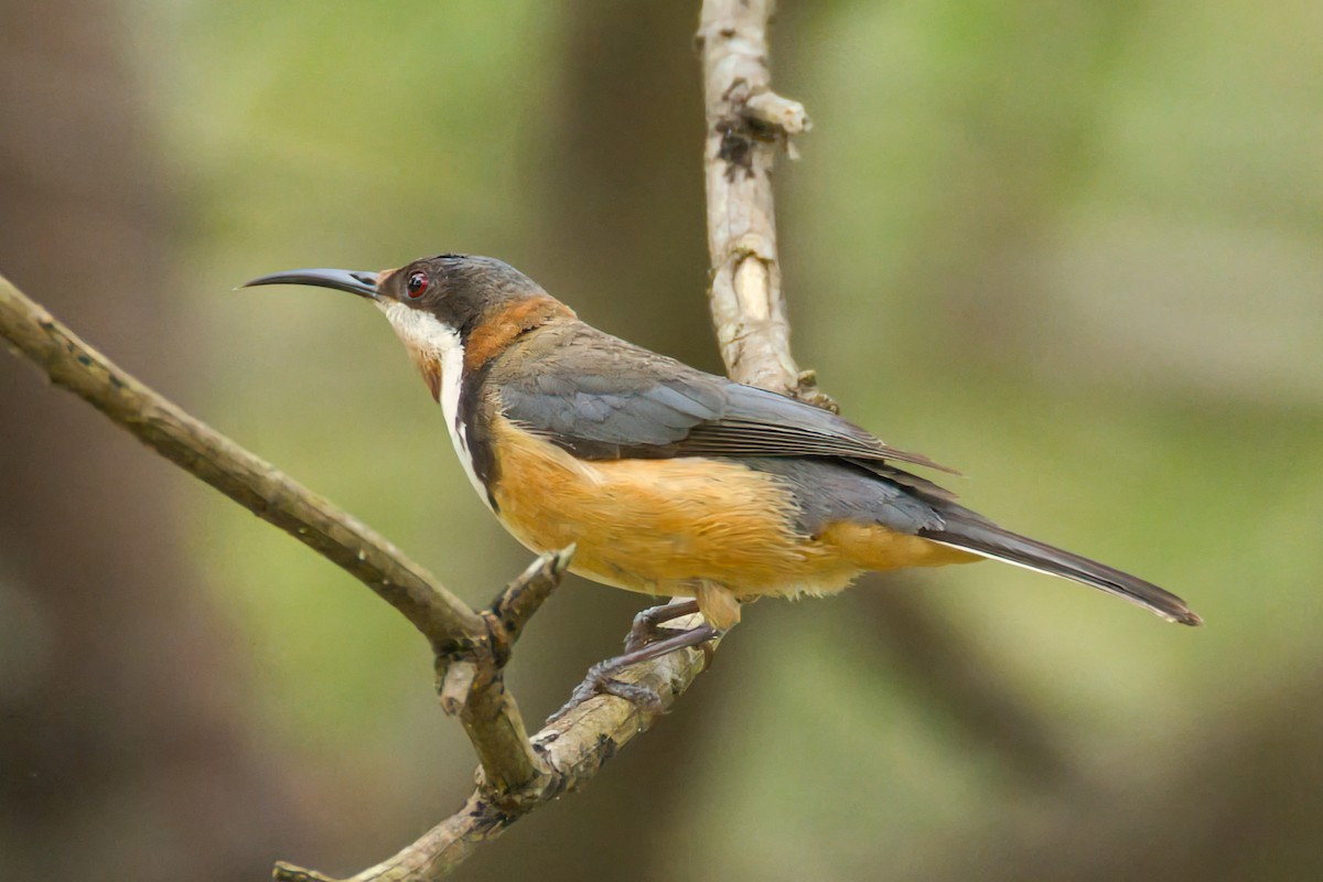 Eastern Spinebill - ML646433620