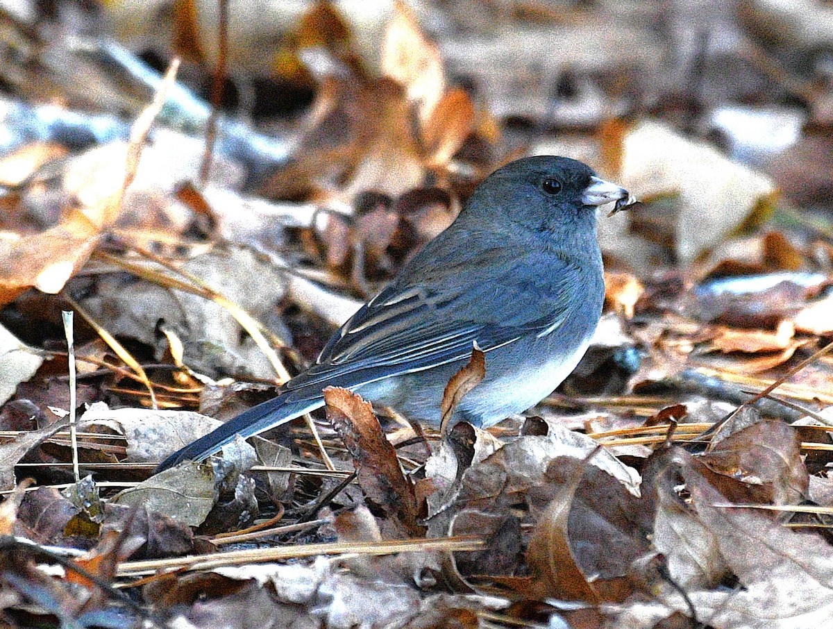 Dark-eyed Junco - ML646433621