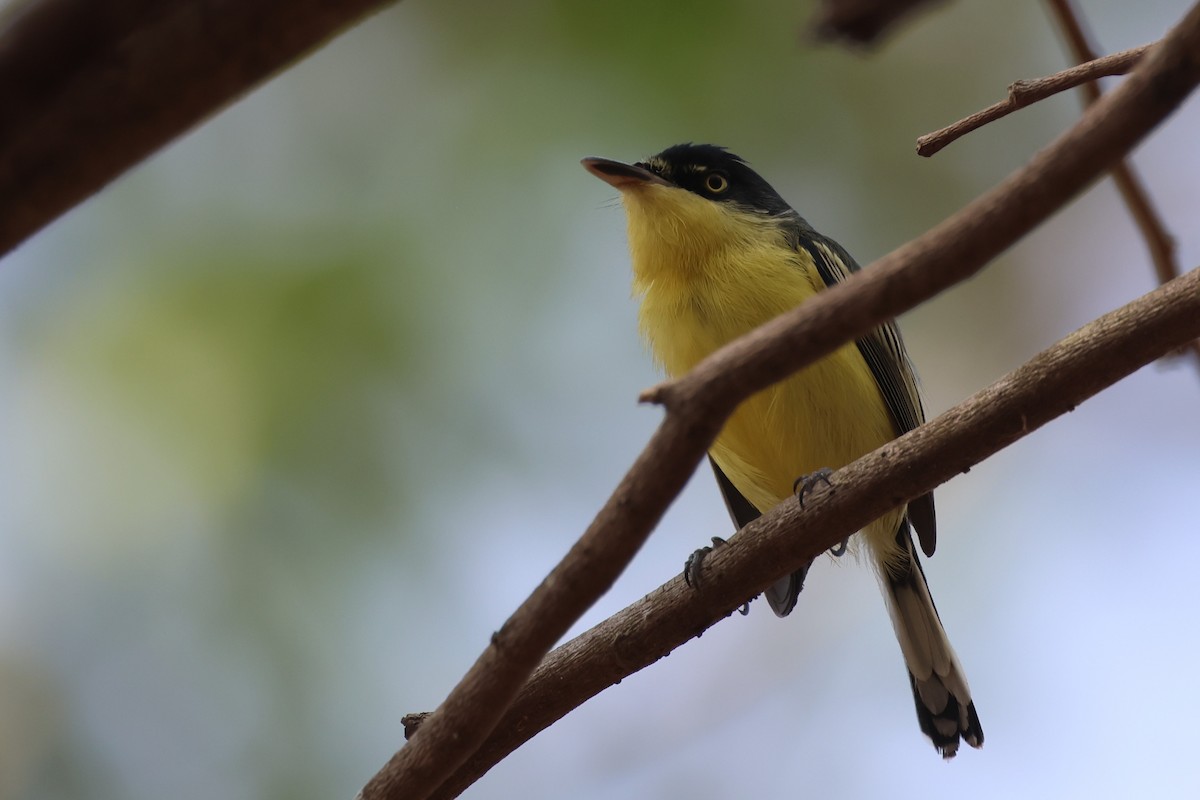 Common Tody-Flycatcher - ML646433623