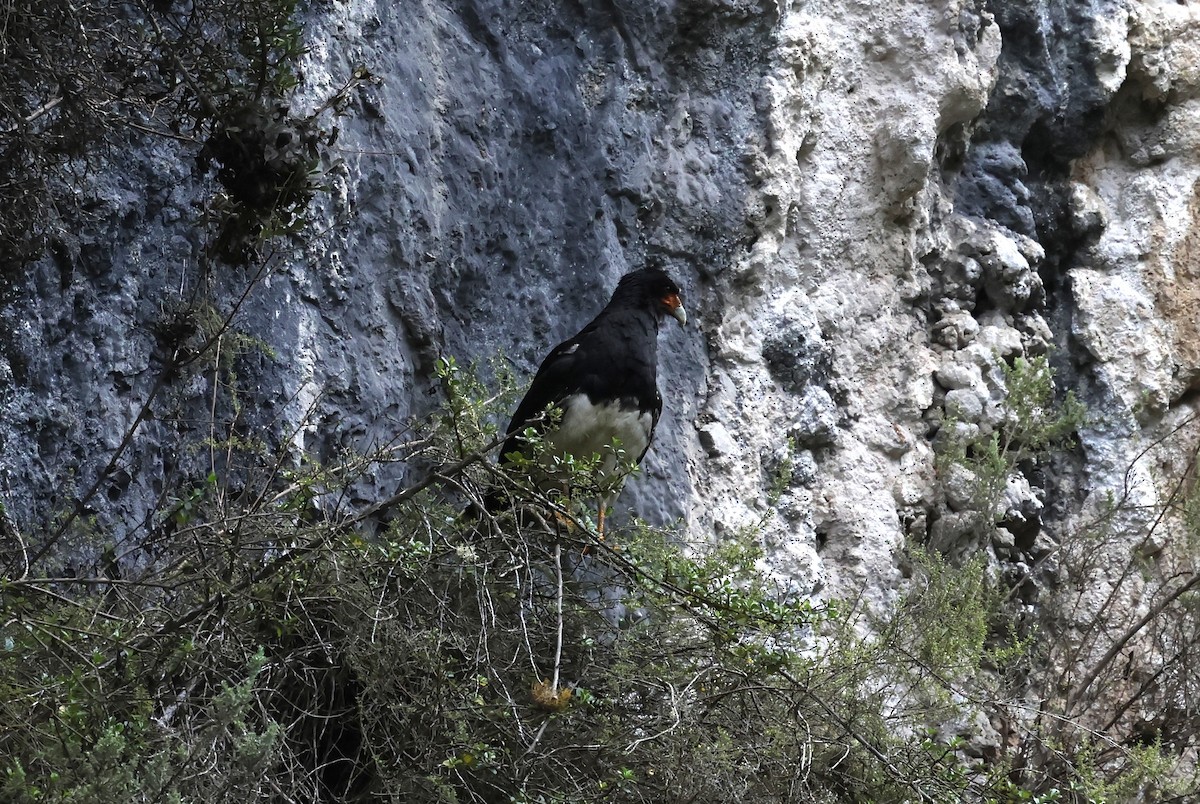 Caracara montagnard - ML646433625
