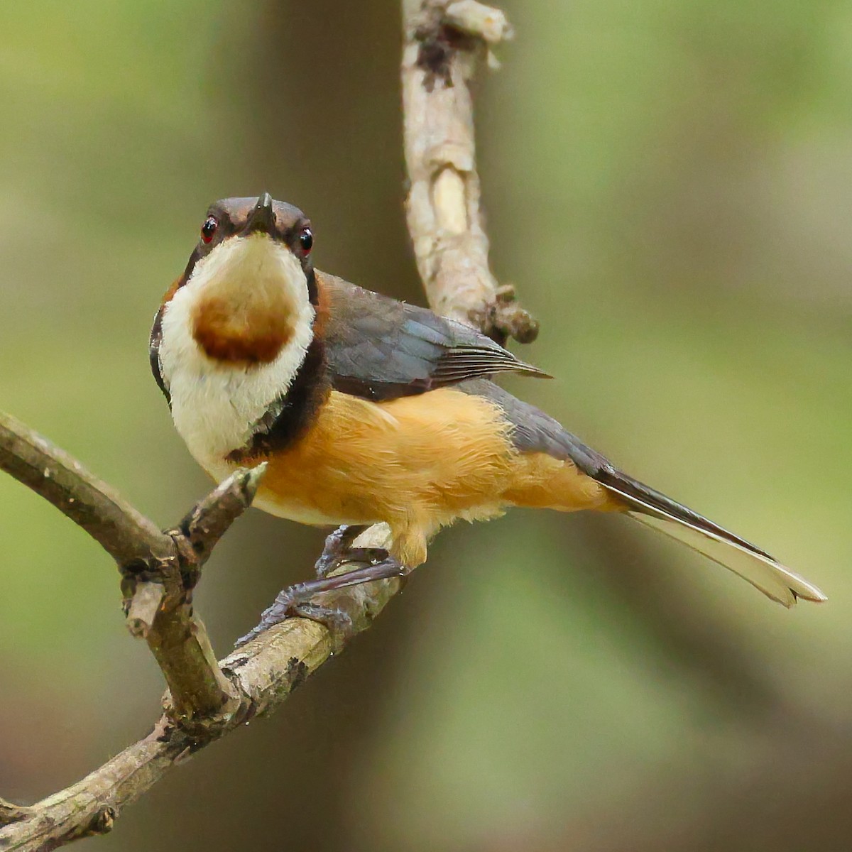 Eastern Spinebill - ML646433626