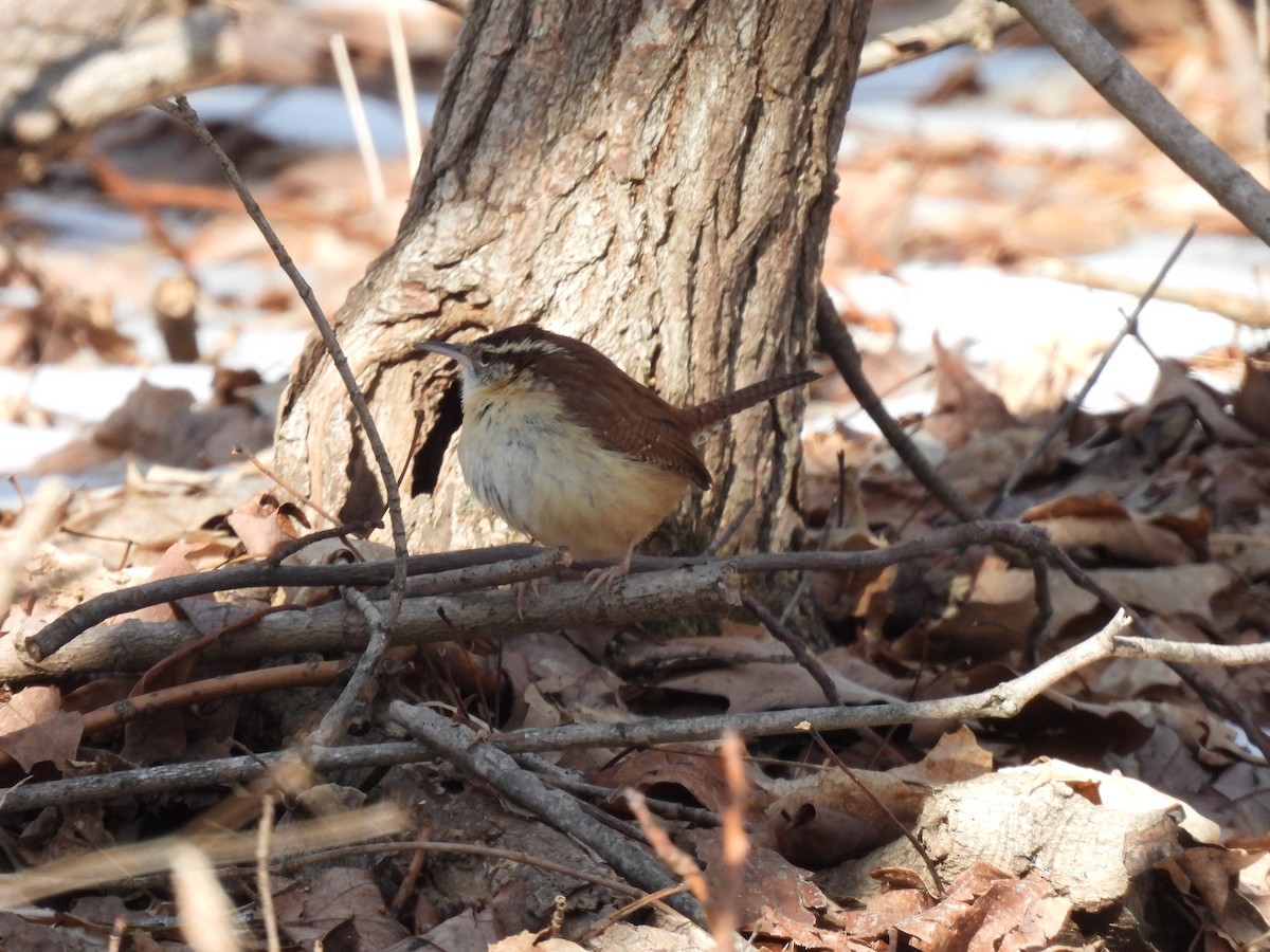Carolina Wren - ML646433627