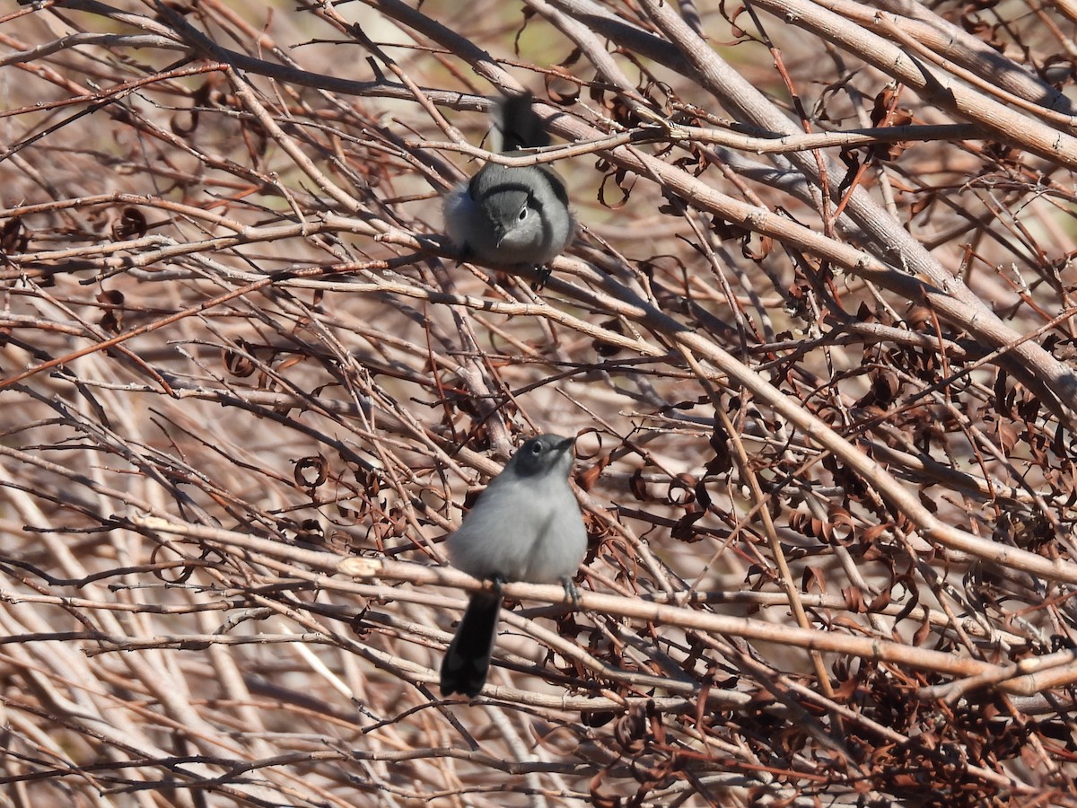 Black-tailed Gnatcatcher - ML646433629