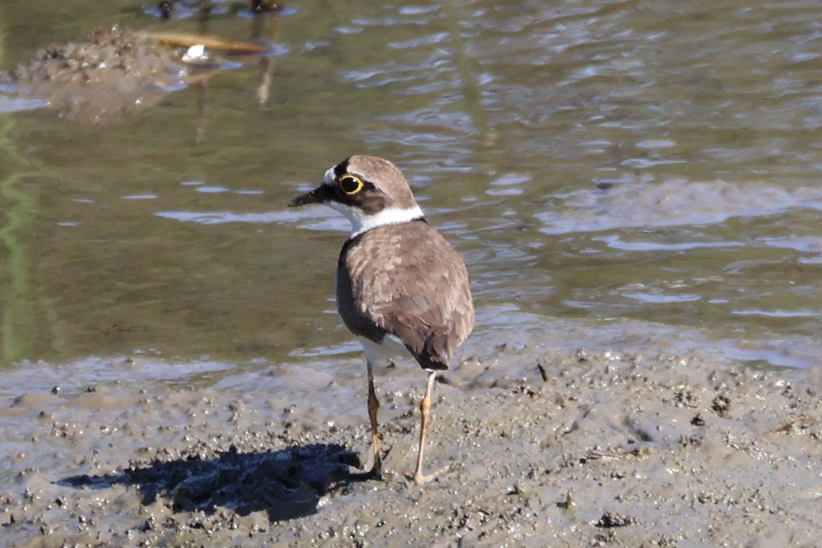 Little Ringed Plover - ML646433630