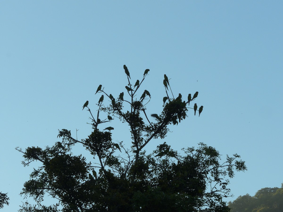 Orange-fronted Parakeet - ML646433632