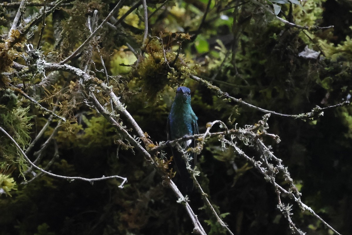 Érione catherine - ML646433633