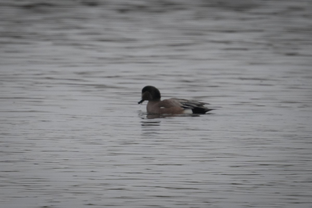 hvízdák americký - ML646433635