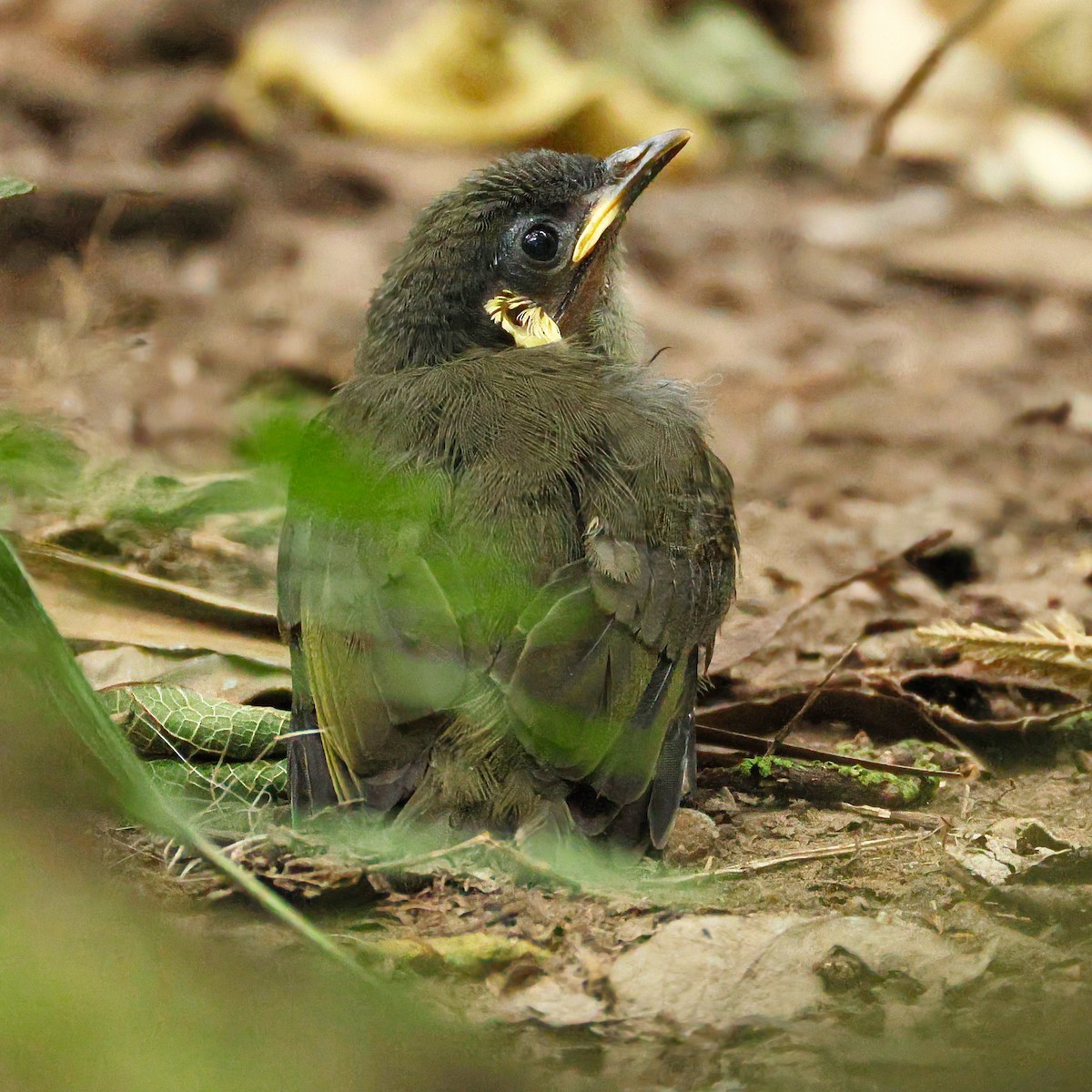 Lewin's Honeyeater - ML646433637