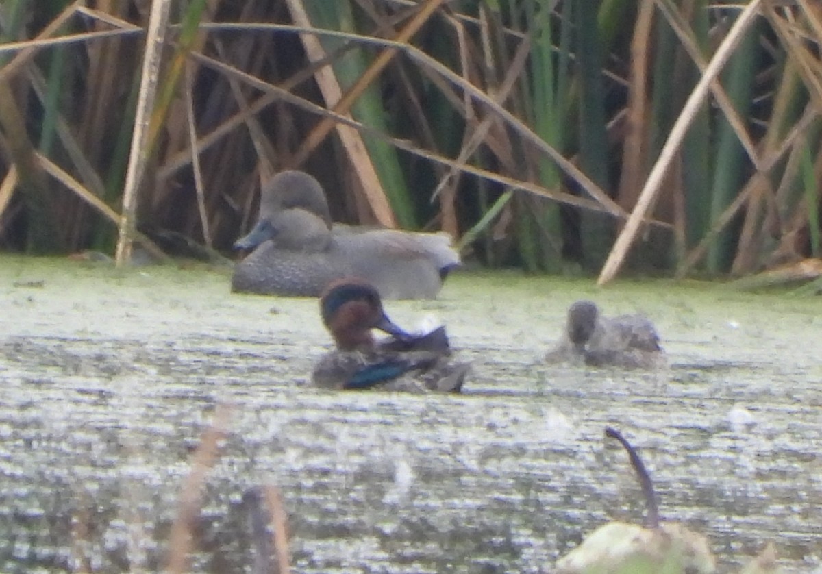 Green-winged Teal - ML646433639