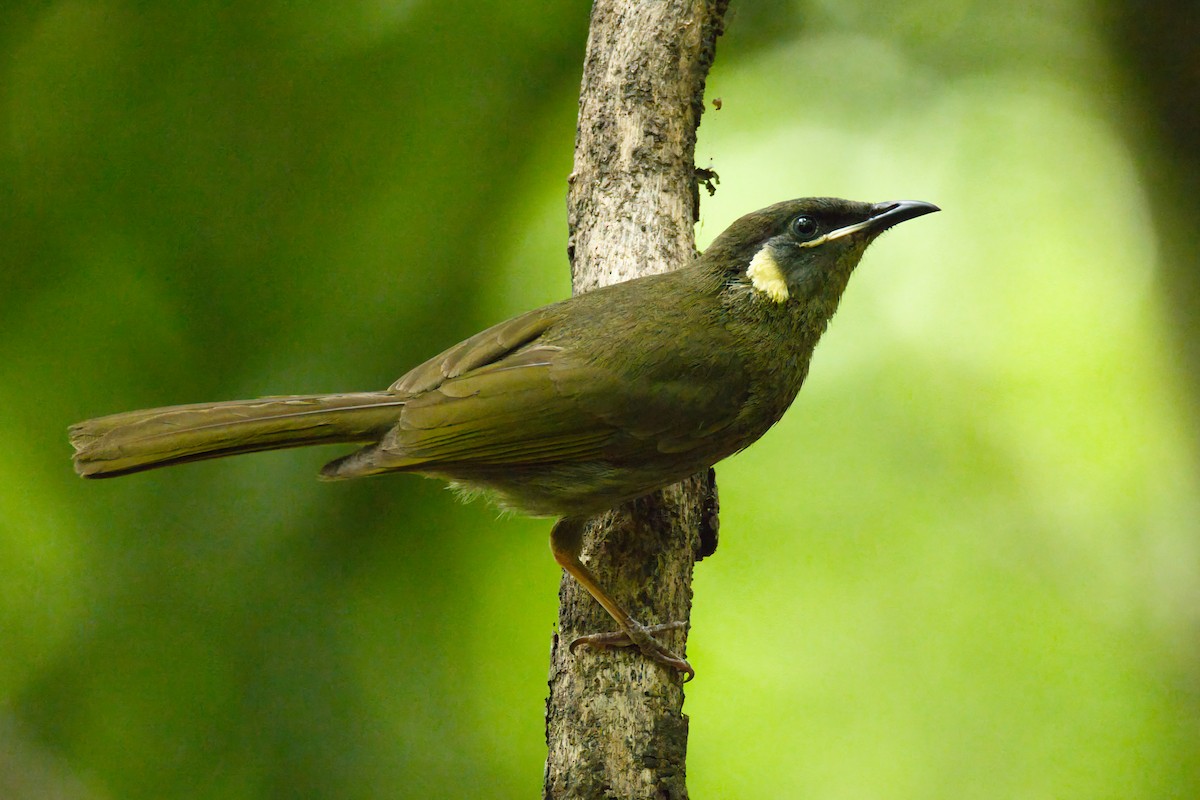 Lewin's Honeyeater - ML646433640