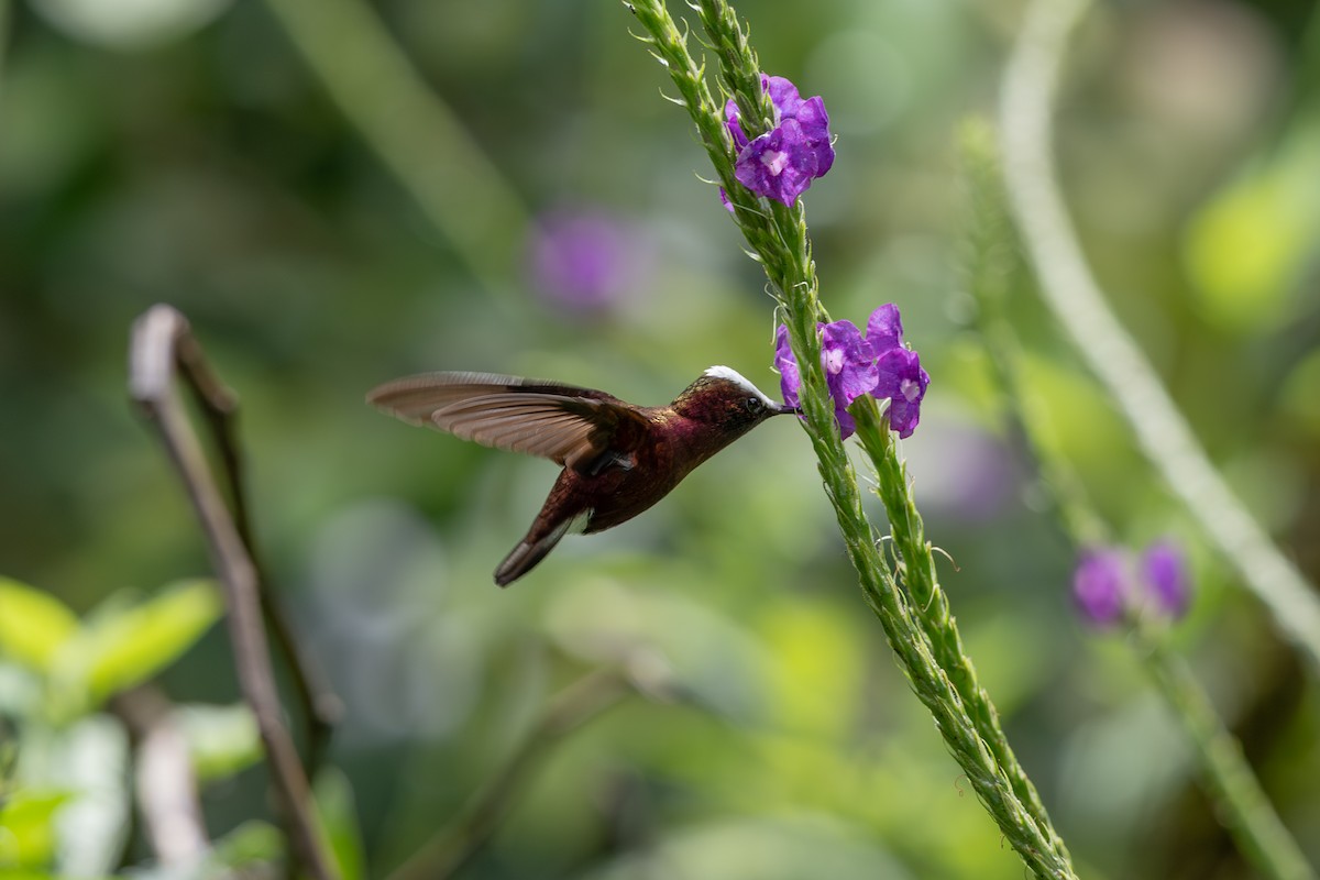 kolibřík běločelý - ML646433642