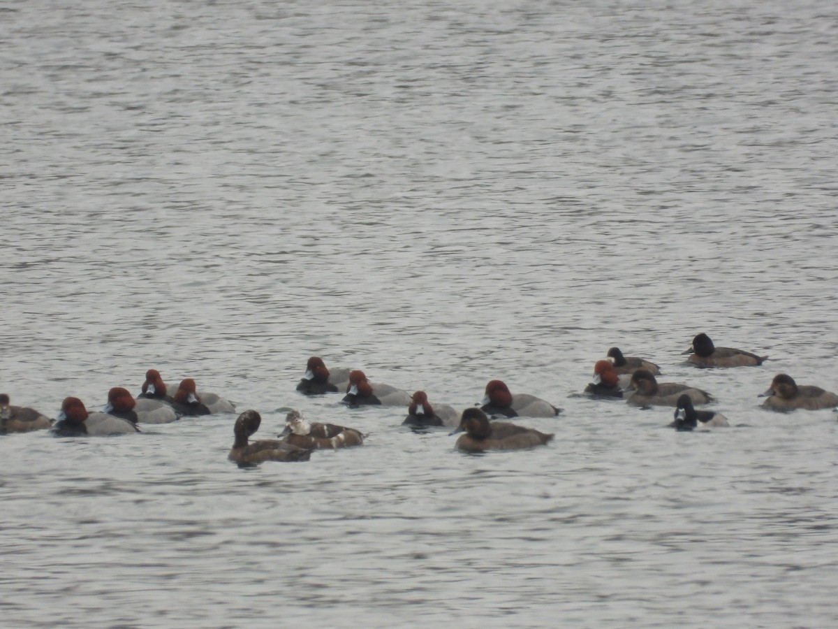 polák americký - ML646433643