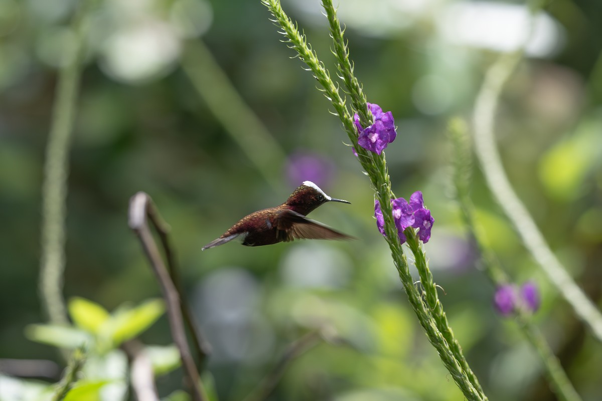 kolibřík běločelý - ML646433644