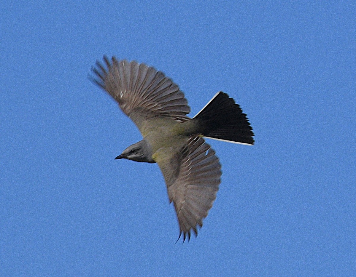 Western Kingbird - ML646433645